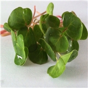 荞麦芽苗菜