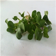 萝卜芽苗菜