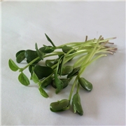 黑豆芽苗菜