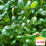 豆瓣菜