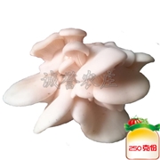 小白平菇