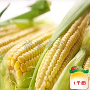 水果玉米
