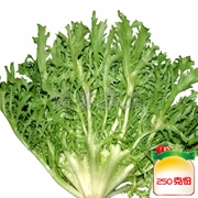苦苣菜