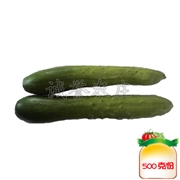 白莎黄瓜（旱黄瓜）