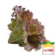 紫叶生菜