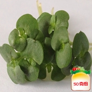 紫苏芽苗菜