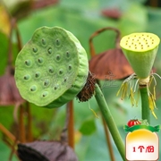 野生莲蓬