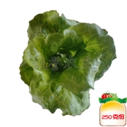 半结球生菜