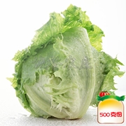 结球生菜